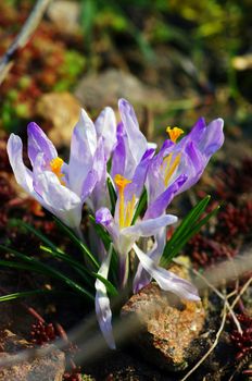  Purple Crocus on the sun light