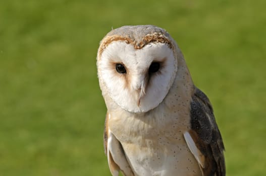 Close up of Barn Owl (Tyto alba)