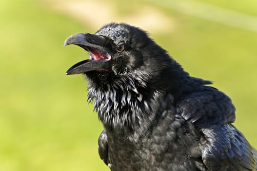 Close up of a Common Raven (Corvus corax)