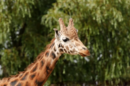 Close up of a Giraffe (Giraffa camelopardalis rothschildi) 