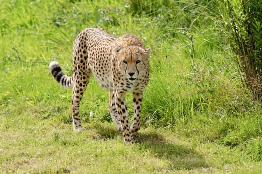 Close up of Cheetah (Acinonyx jubatus soemmeringii)
