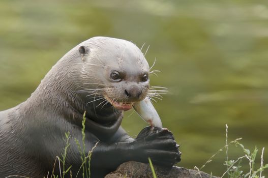 Close up of a Giant Otter (Pteronura brasiliensis)