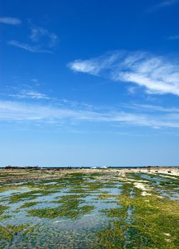 It is green rock seaweed land and blue sky.