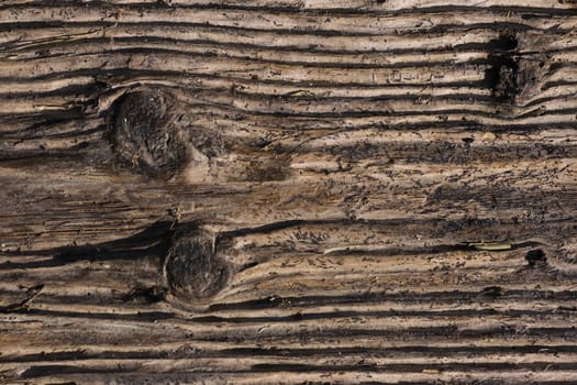 Structures in dead wood that has been found at the riverside