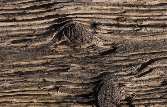 Structures in dead wood that has been found at the riverside