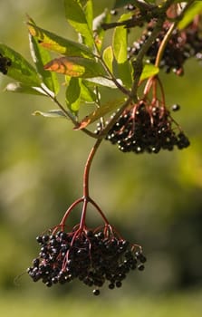 Elder berries on a sunny summer morning at the end of august