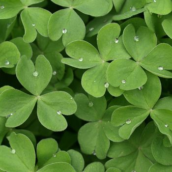 Close up of shamrock clover, symbol of Ireland, with droplets of dew