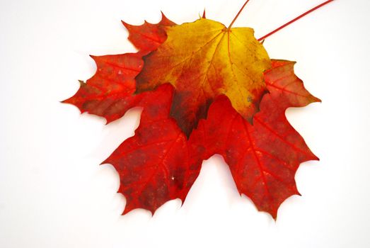 Colored fall leaves on isolated white background