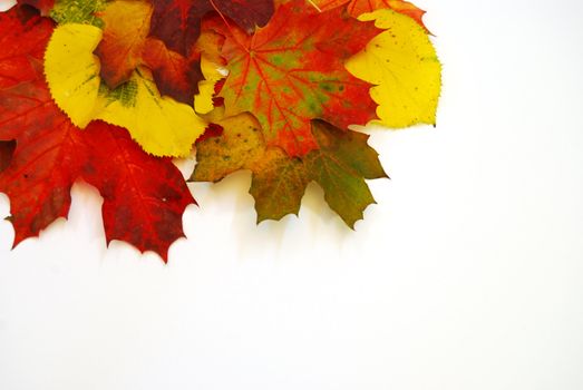 Colored fall leaves on isolated white background