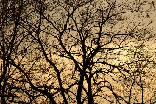 Bare, leafless branches of a tree in winter