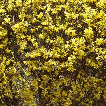 Detail of yellow flowers of a Forsythia tree