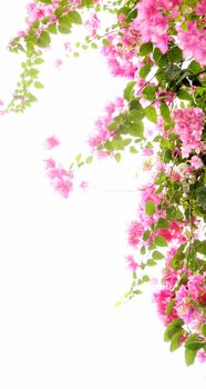 Island bougainvillea flowers isolated on white background - Taken in China's Hainan