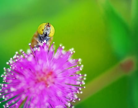 Yellow bee rest in the pink flower