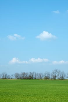 Green plain field and clear blue sky