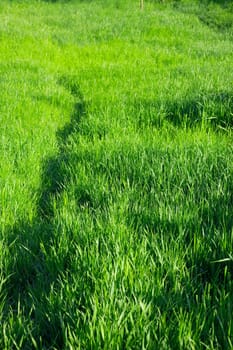 Lush green grass growing on a meadow