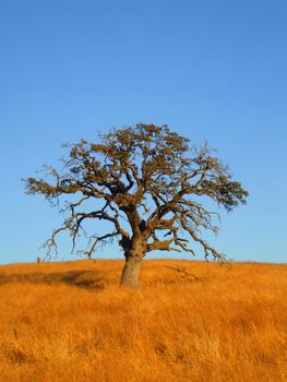 Single tree in a forest over blue sky.