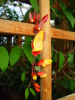 Close up of the tropical flower.