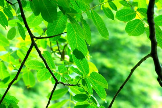 Fresh green leaves background