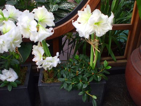 Close up of the white amaryllis.