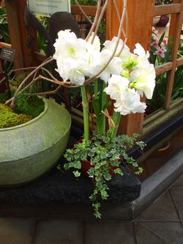 Close up of the white amaryllis.