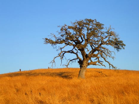 Single tree in a forest over blue sky.