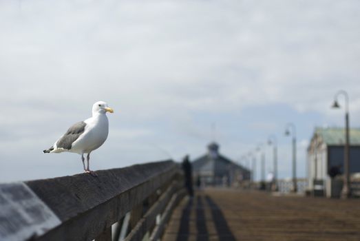 A seagull with out-of-focus boardwalk behind, Imperial Beach, California,