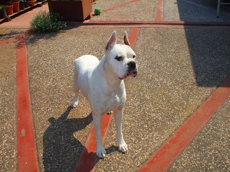 Close up of a white boxer dog.