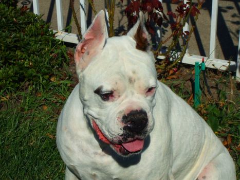 Close up of a white boxer dog.