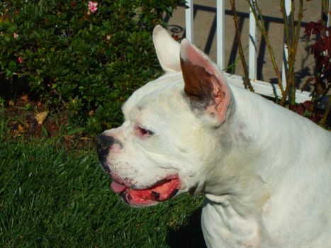 Close up of a white boxer dog.