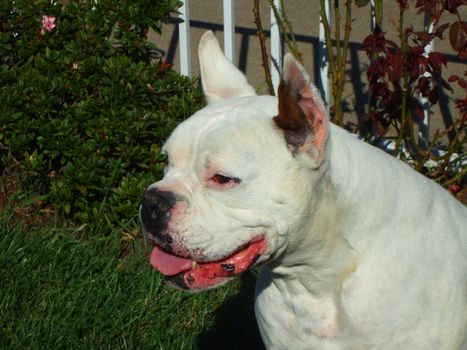 Close up of a white boxer dog.