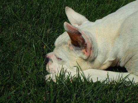 Close up of a white boxer dog.