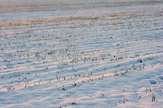 Agricultural field covered by snow
