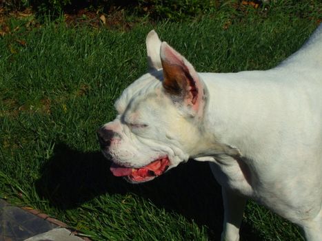 Close up of a white boxer dog.