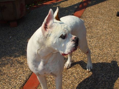 Close up of a white boxer dog.