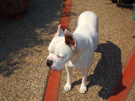 Close up of a white boxer dog.