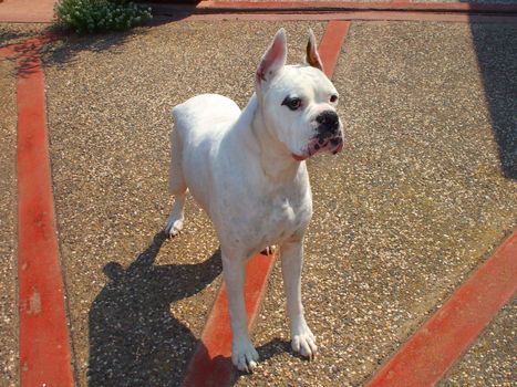 Close up of a white boxer dog.