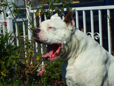 Close up of a white boxer dog.