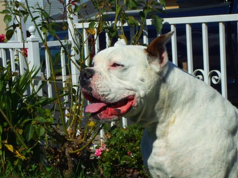 Close up of a white boxer dog.