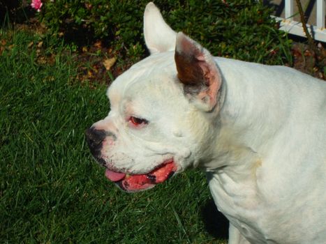 Close up of a white boxer dog.