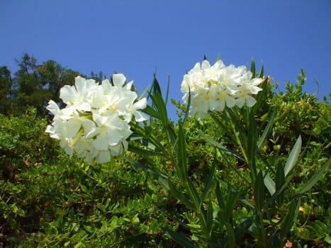 Close up of the white oleander flowers.