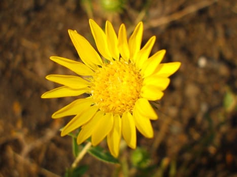 Close up of a yellow daisy flower.