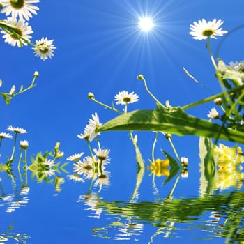 daisy flower and water reflection showing summer concept