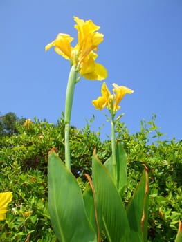 Close up of a canna lily flower.