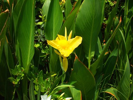 Close up of a canna lily flower.