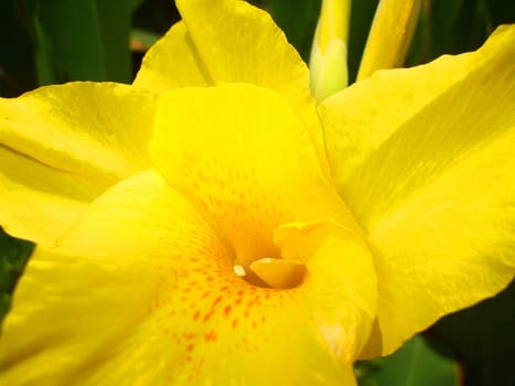 Close up of a canna lily flower.