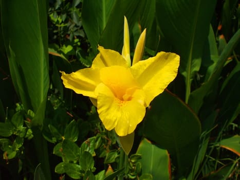 Close up of a canna lily flower.