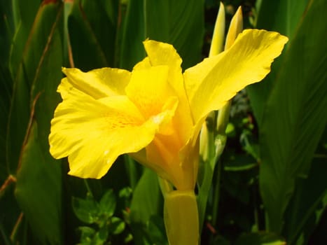 Close up of a canna lily flower.