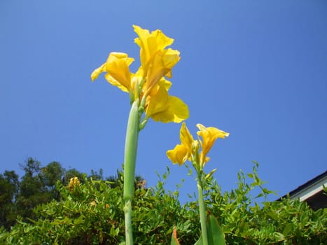 Close up of a canna lily flower.