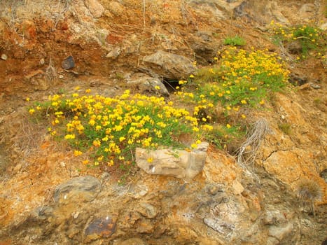 Close up of the yellow coastal wildflowers.