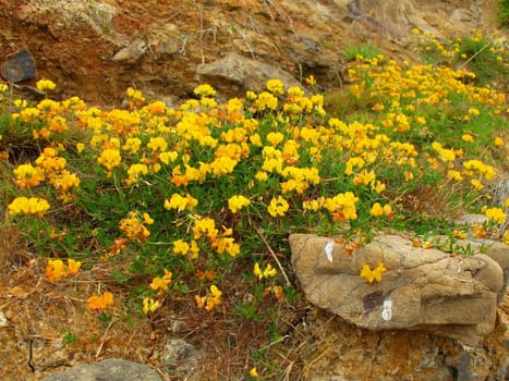 Close up of the yellow coastal wildflowers.